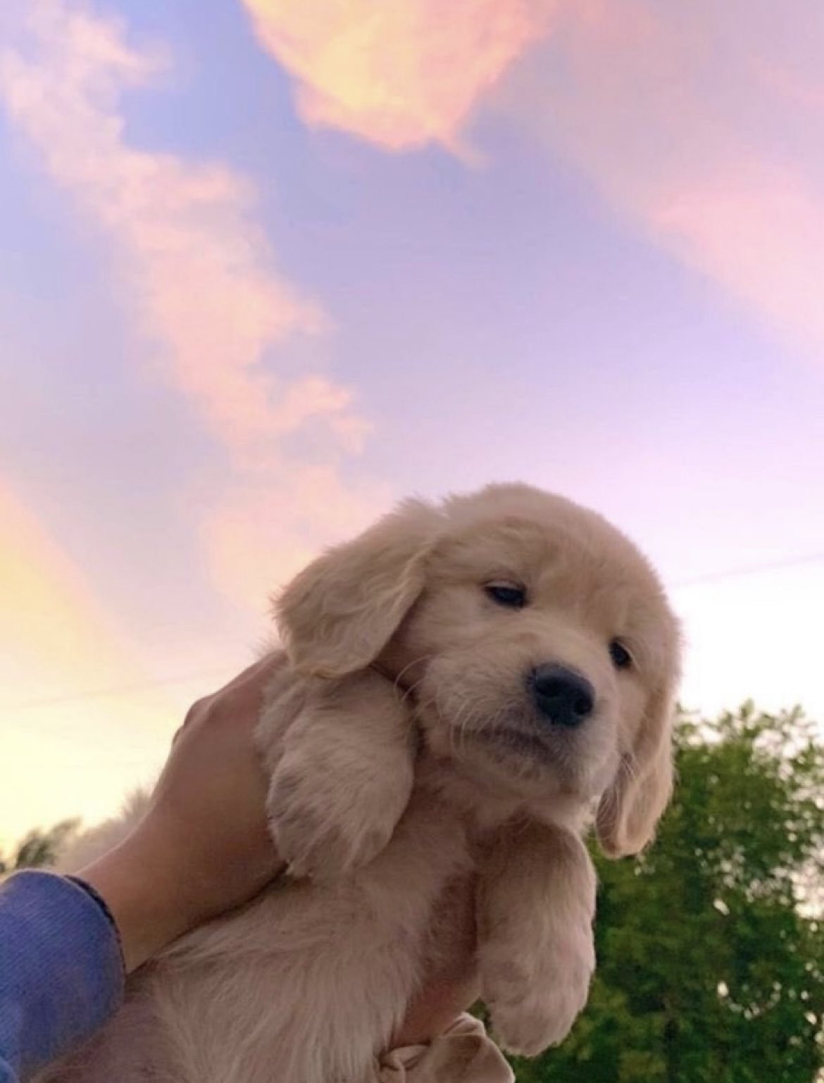 Out Of Context Animals