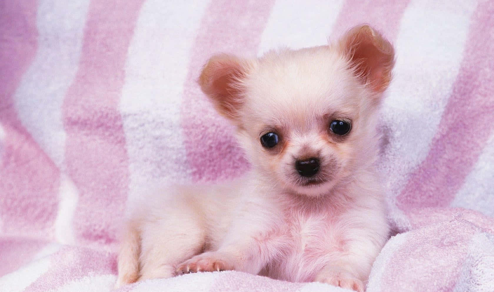 pink puppies are! Wallpaper