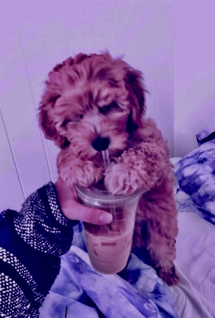 Pink dog aesthetic. Pink dog, Dogs