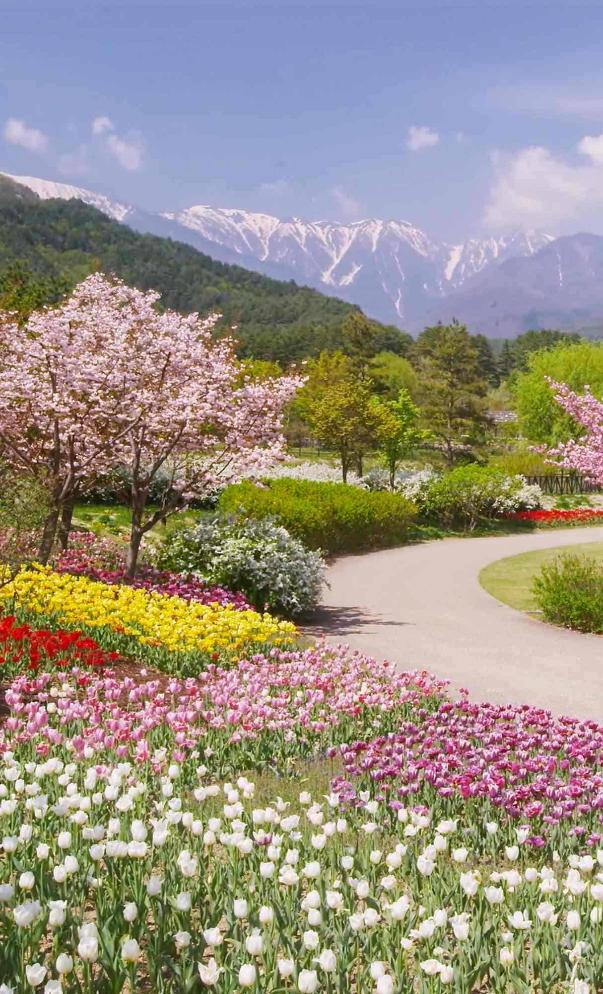 Spring Wallpaper for iPhone