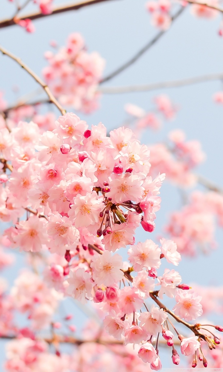 Ultra HD Desktop Background Wallpaper