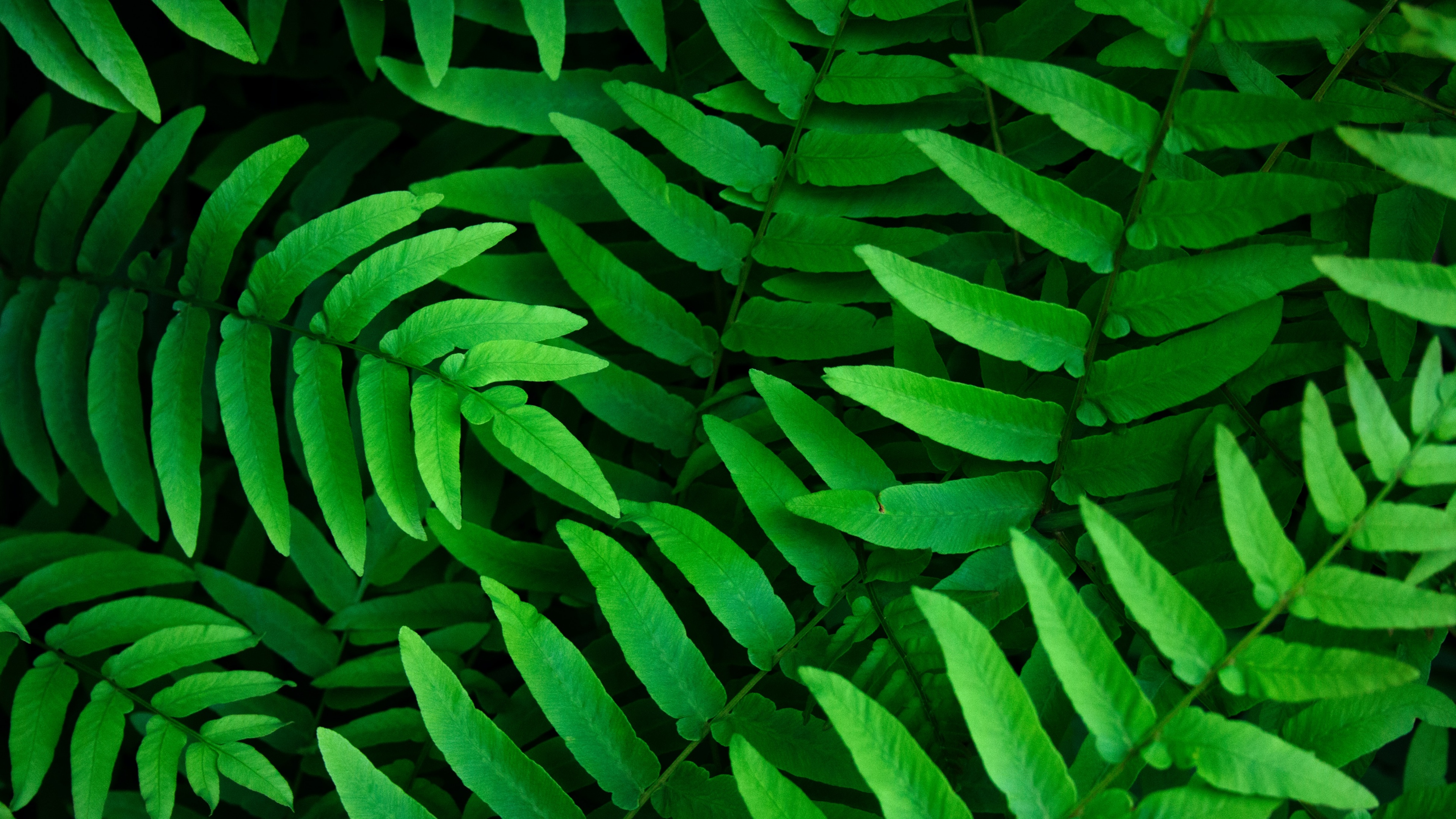 Green leaves Wallpaper 4K, Ferns, Leaf