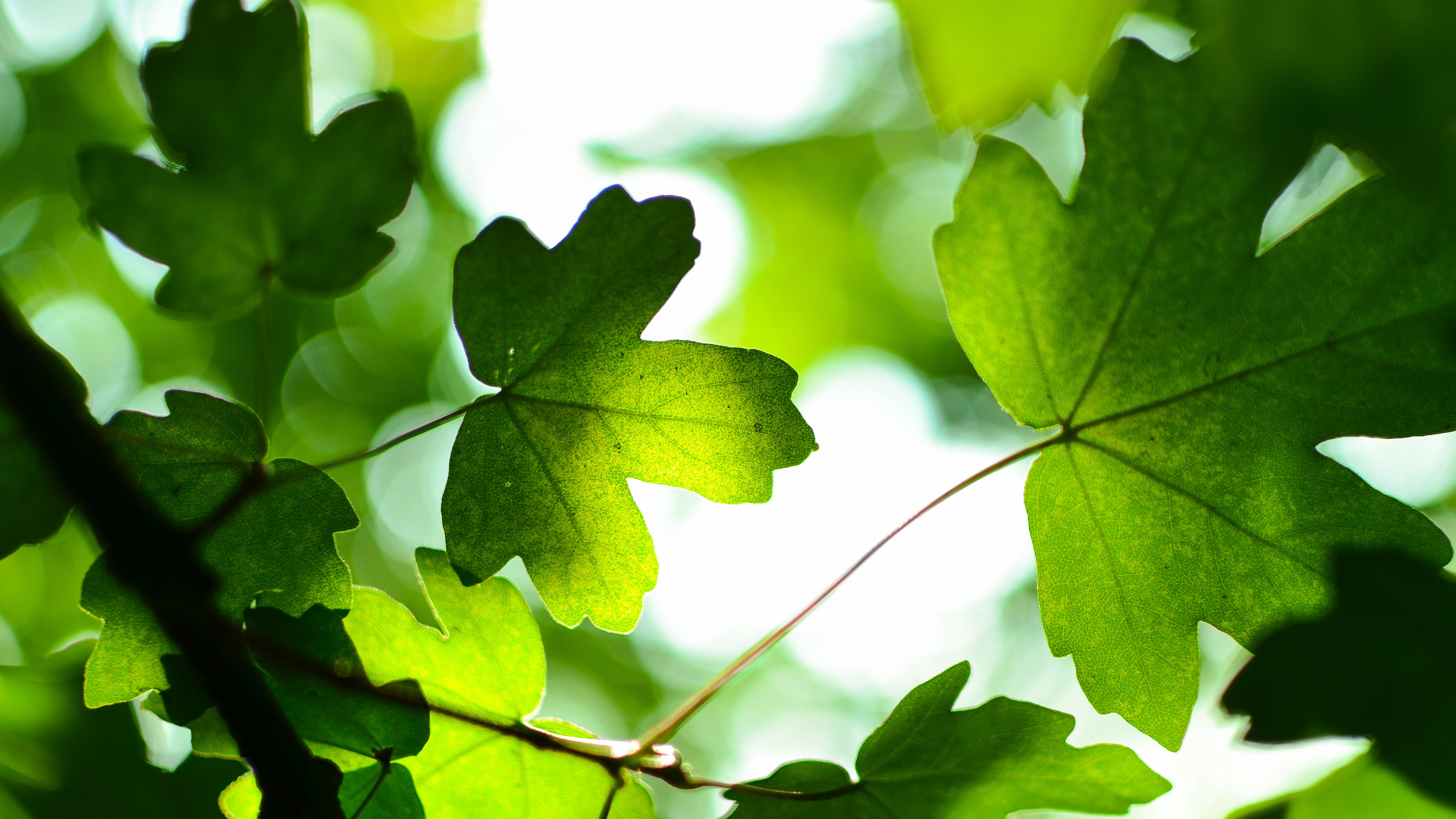 Green leaves 4k