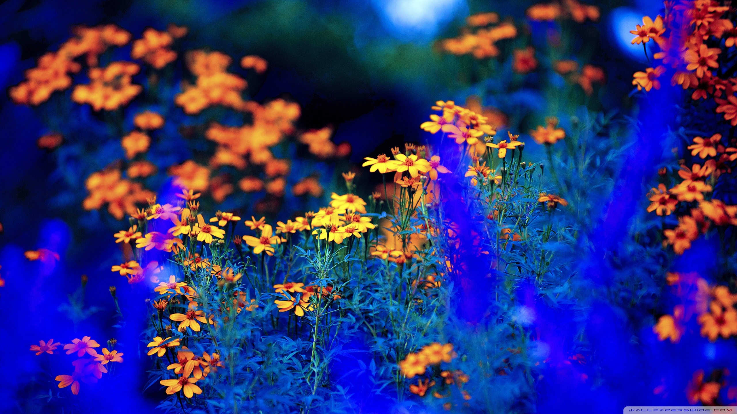 Spring Nature Flowers Ultra HD Desktop