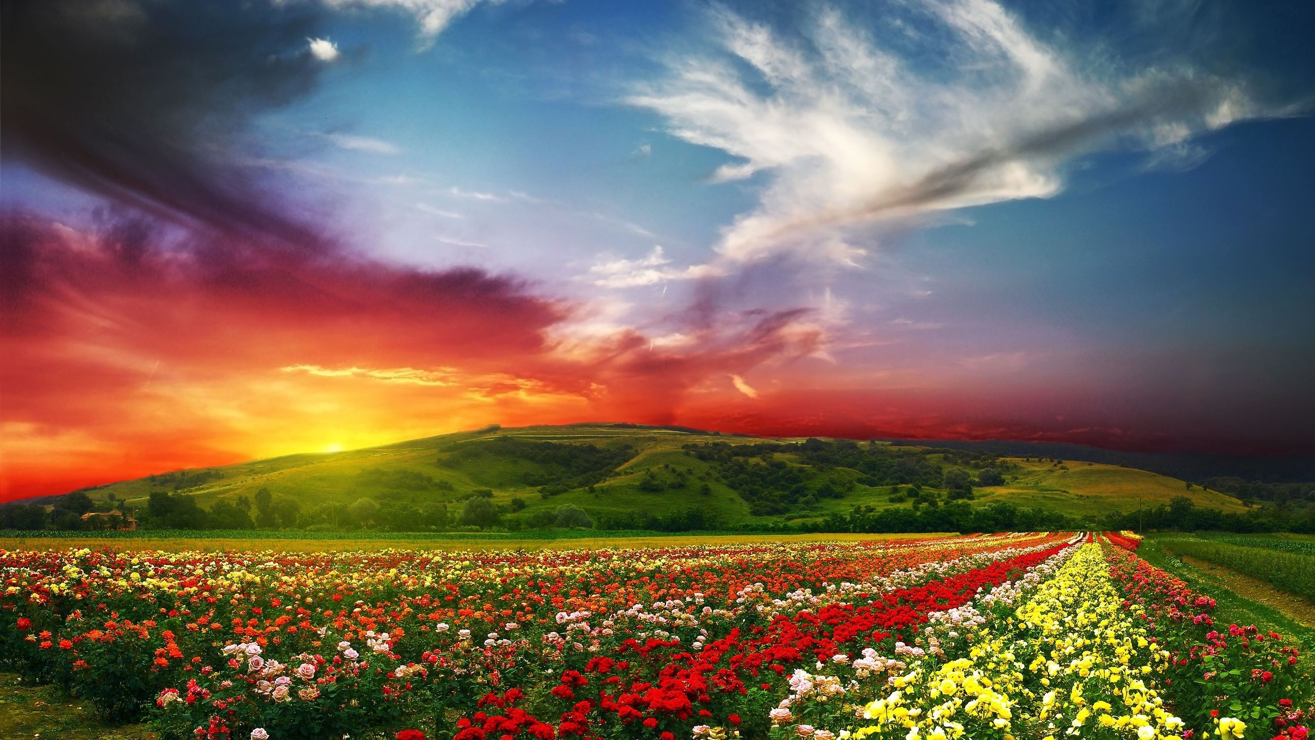 Lovely Nature Landscape 2560x1440 HDTV