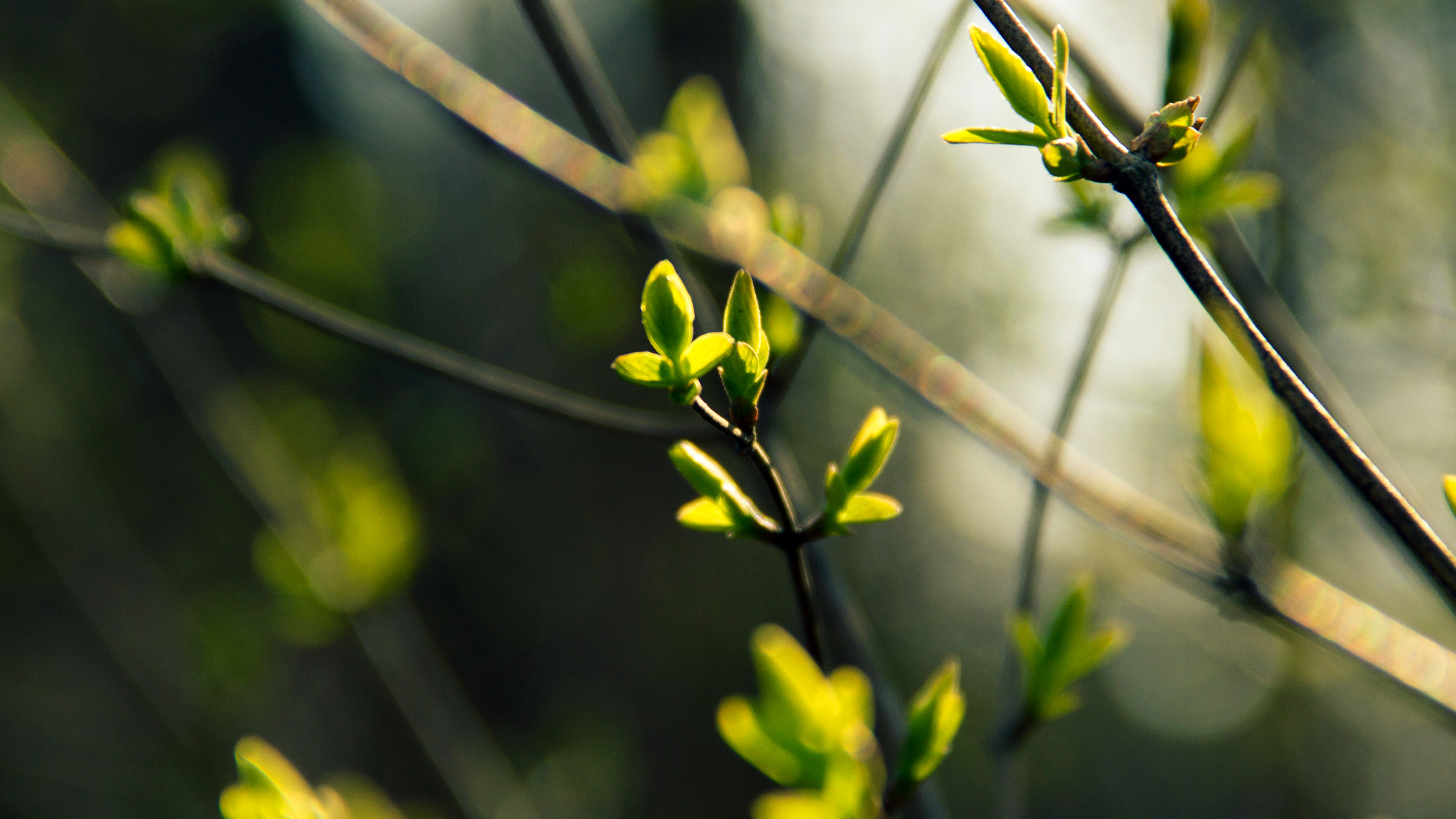 Spring Leave Green Nature Bokeh
