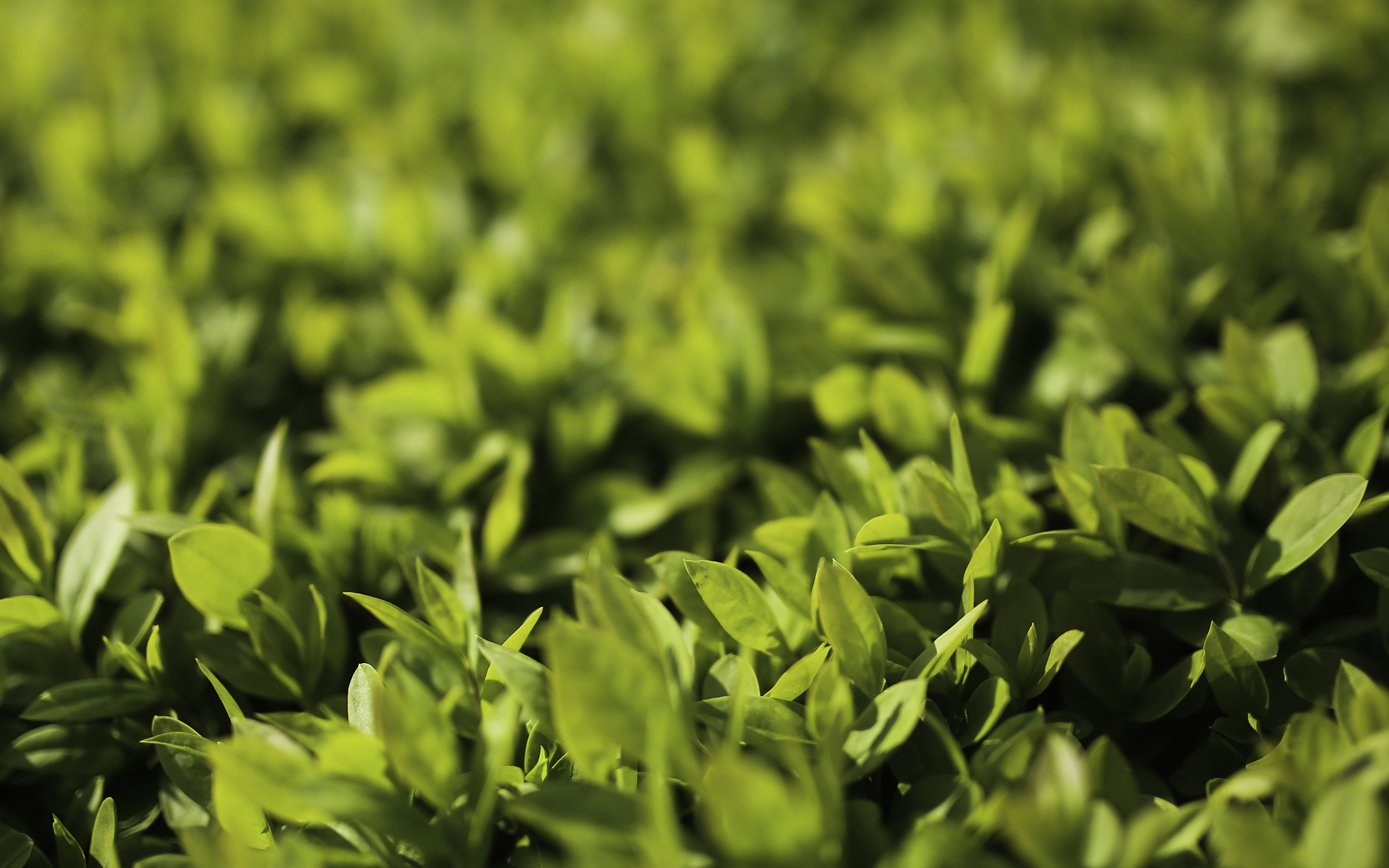 Leaf Spring Green Nature Young Bokeh