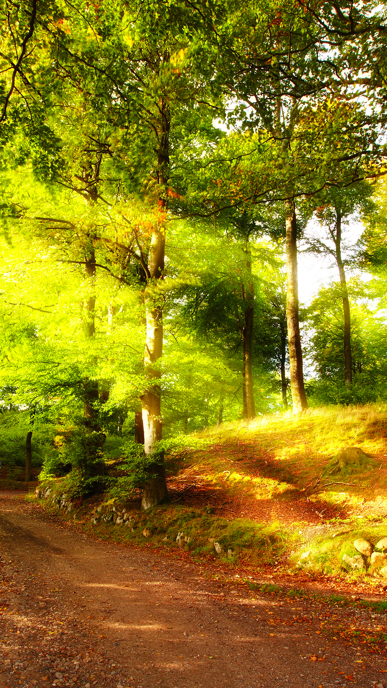 Summer Forest Wallpaper for iPhone 11