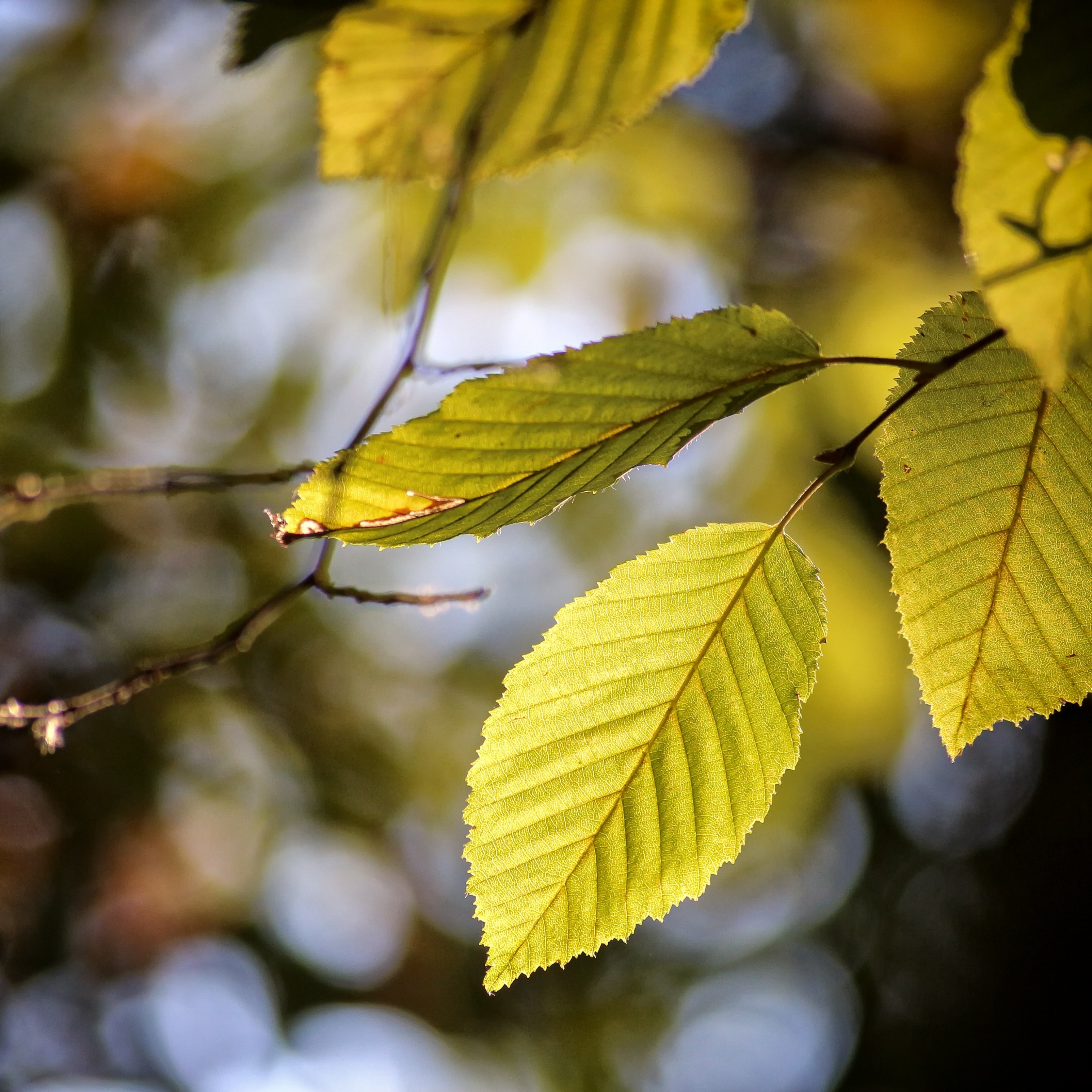 Aesthetic Beech Leaves Plant Autumn