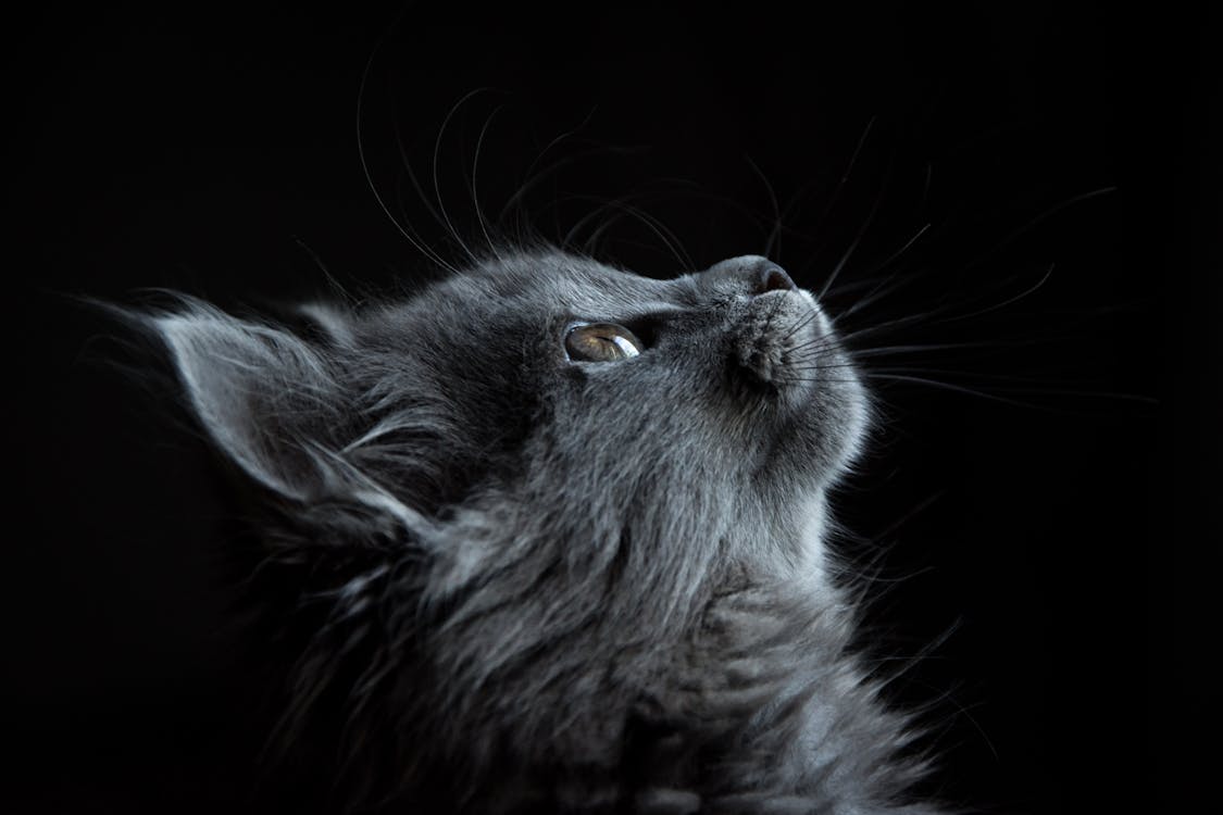 Photo of Gray Cat Looking Up Against