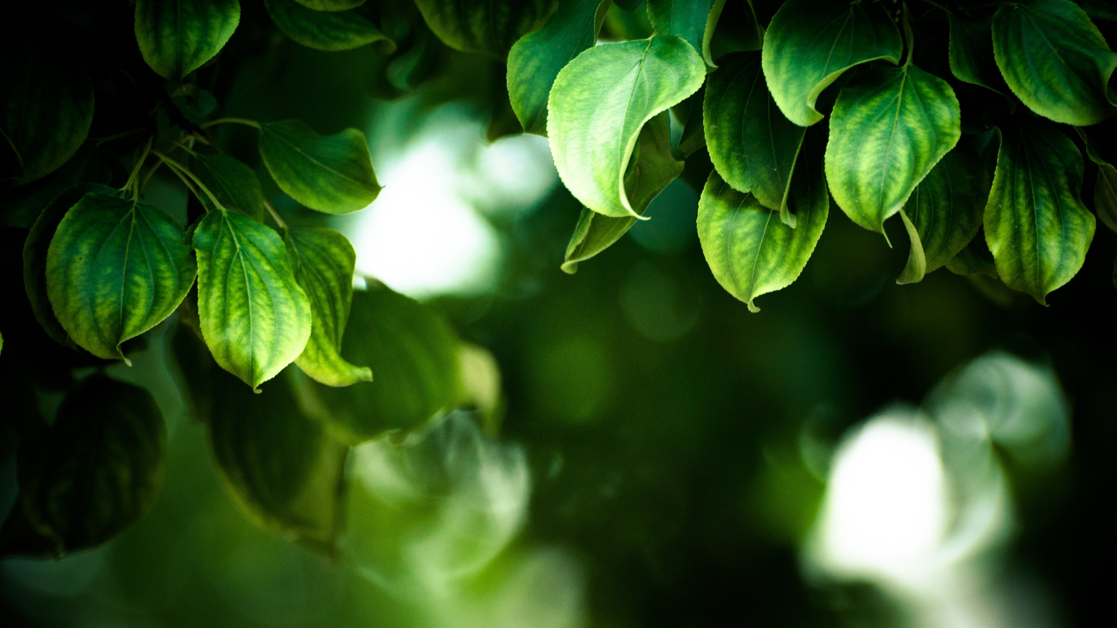 Wallpaper Green leaves, hazy background