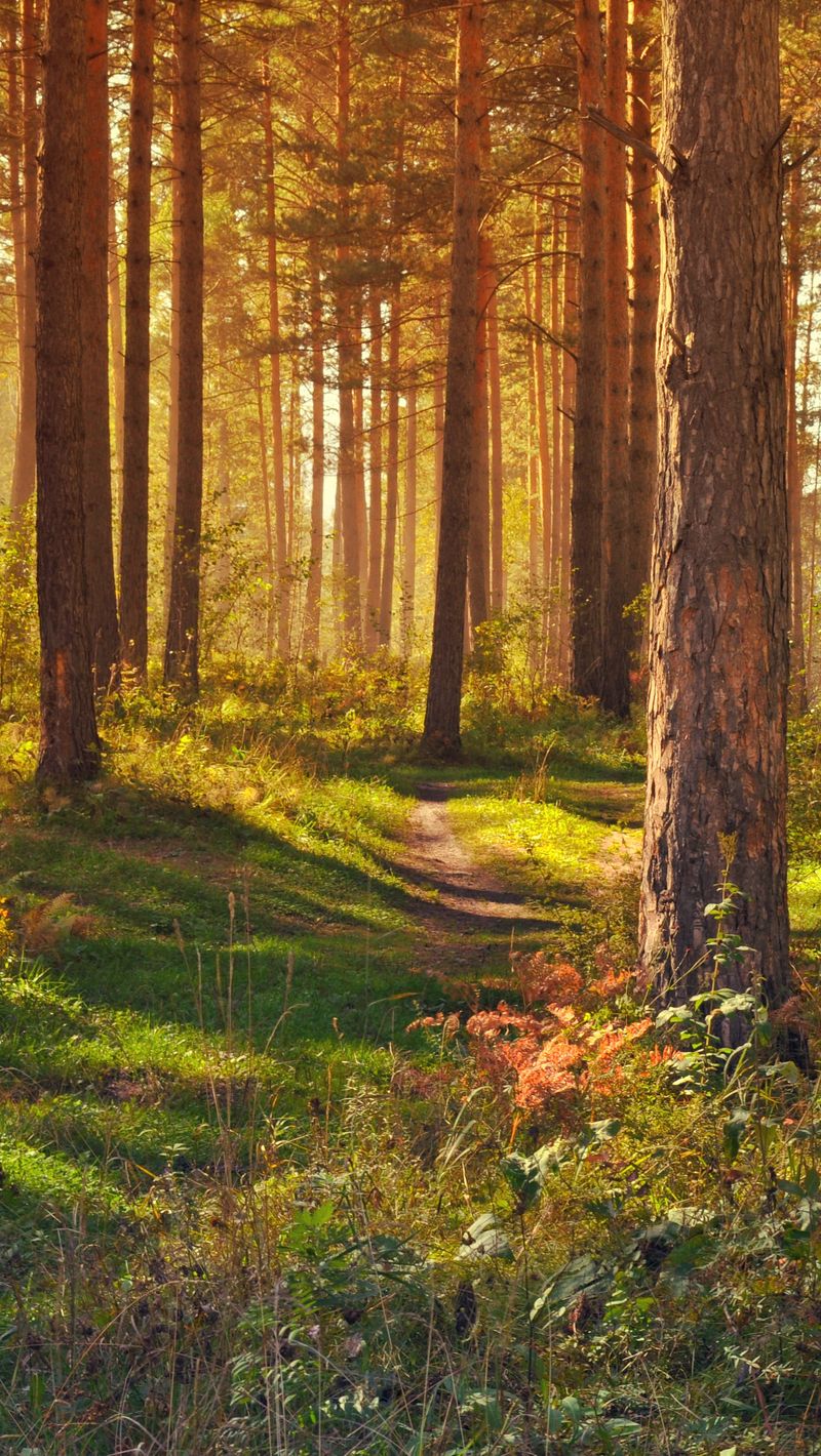 wallpaper 800x1420 forest, path