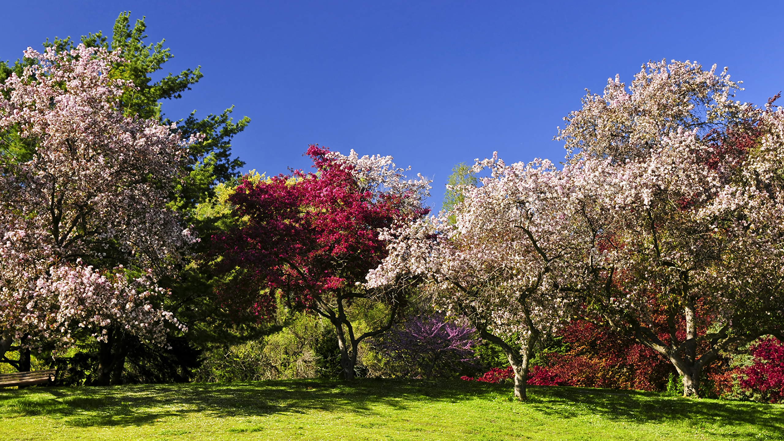 Image Spring Nature Parks Lawn