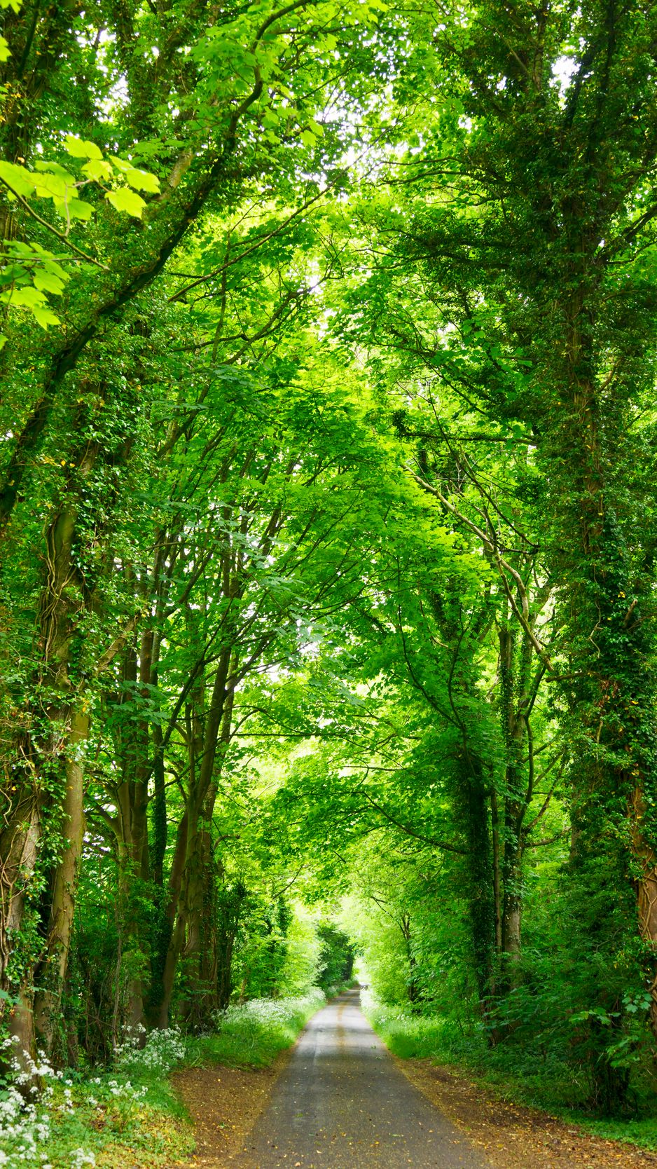 wallpaper 938x1668 forest, path, park