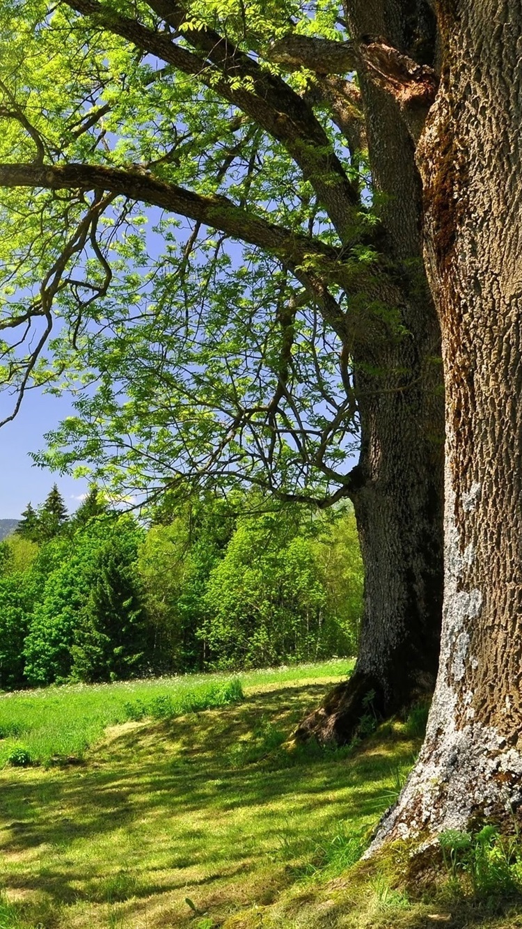 Summer forest trees, grass, green, sun