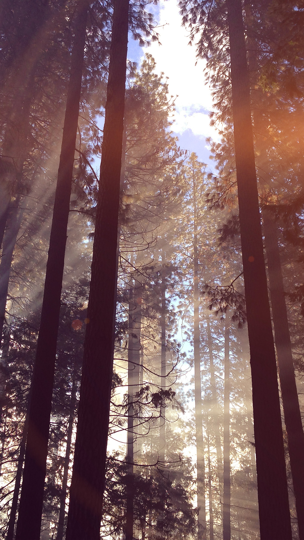 Forest Wood Tree Light Summer