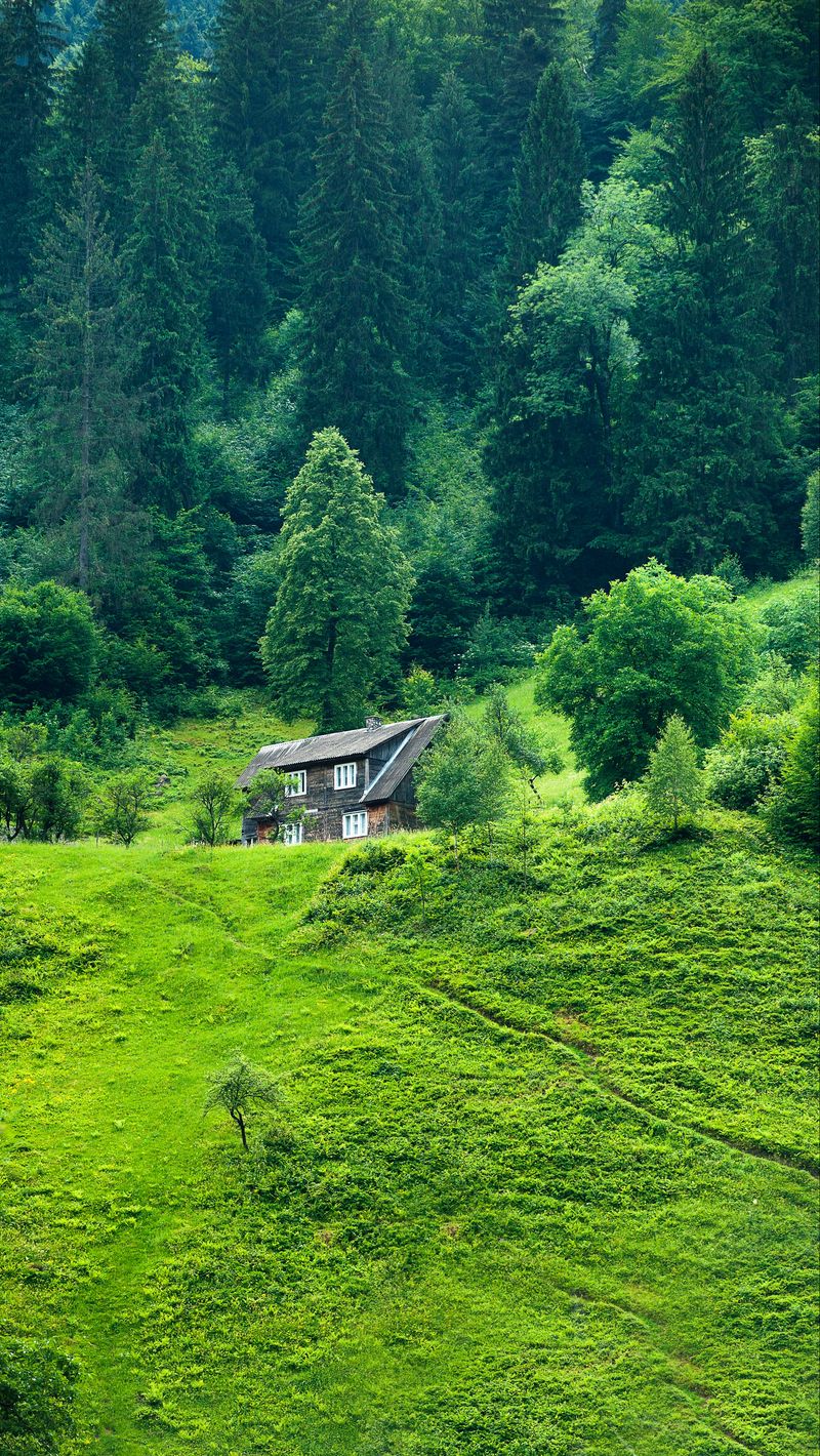 Download wallpaper 800x1420 house