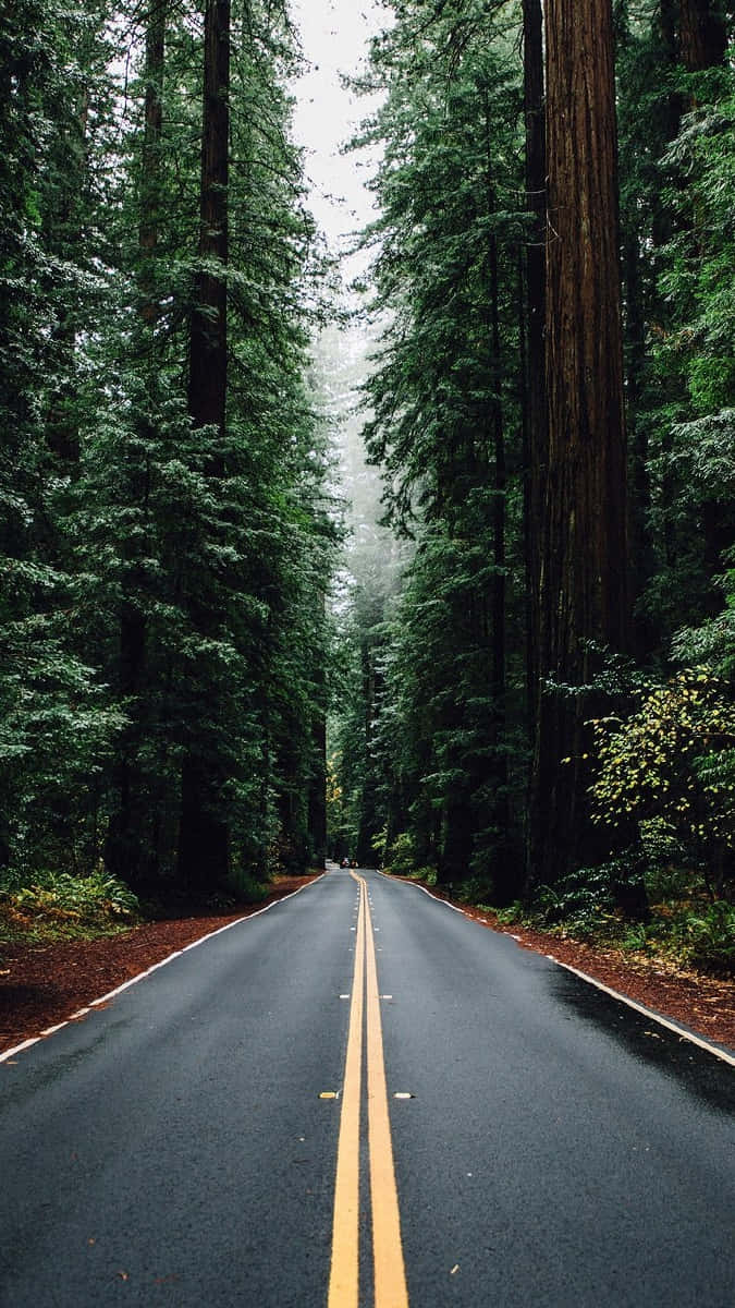 Trees iPhone Wallpaper