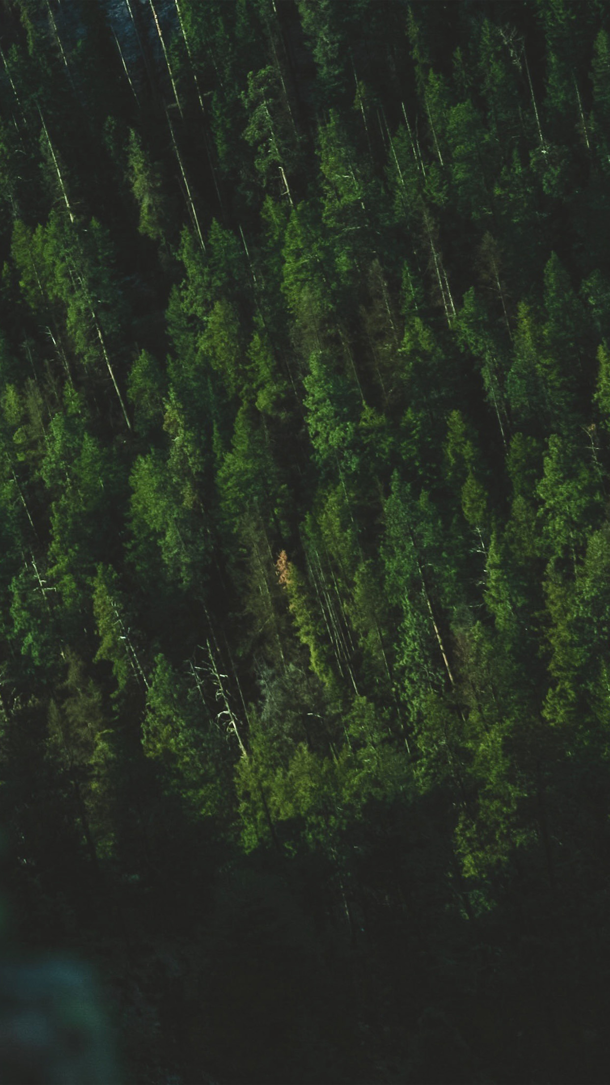 Wood Green Summer Mountain Nature