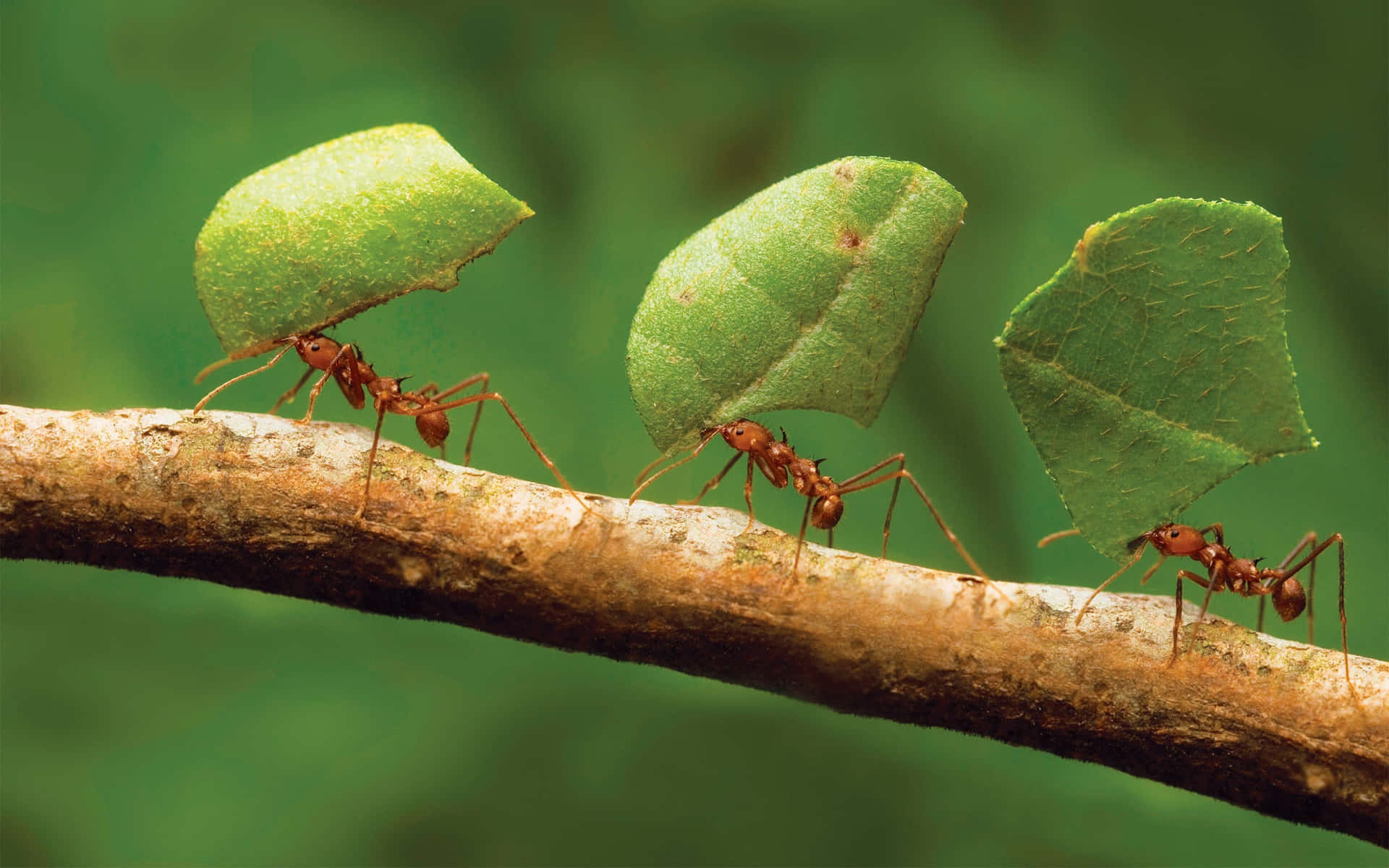 Download The Red Ants Insects Wallpaper
