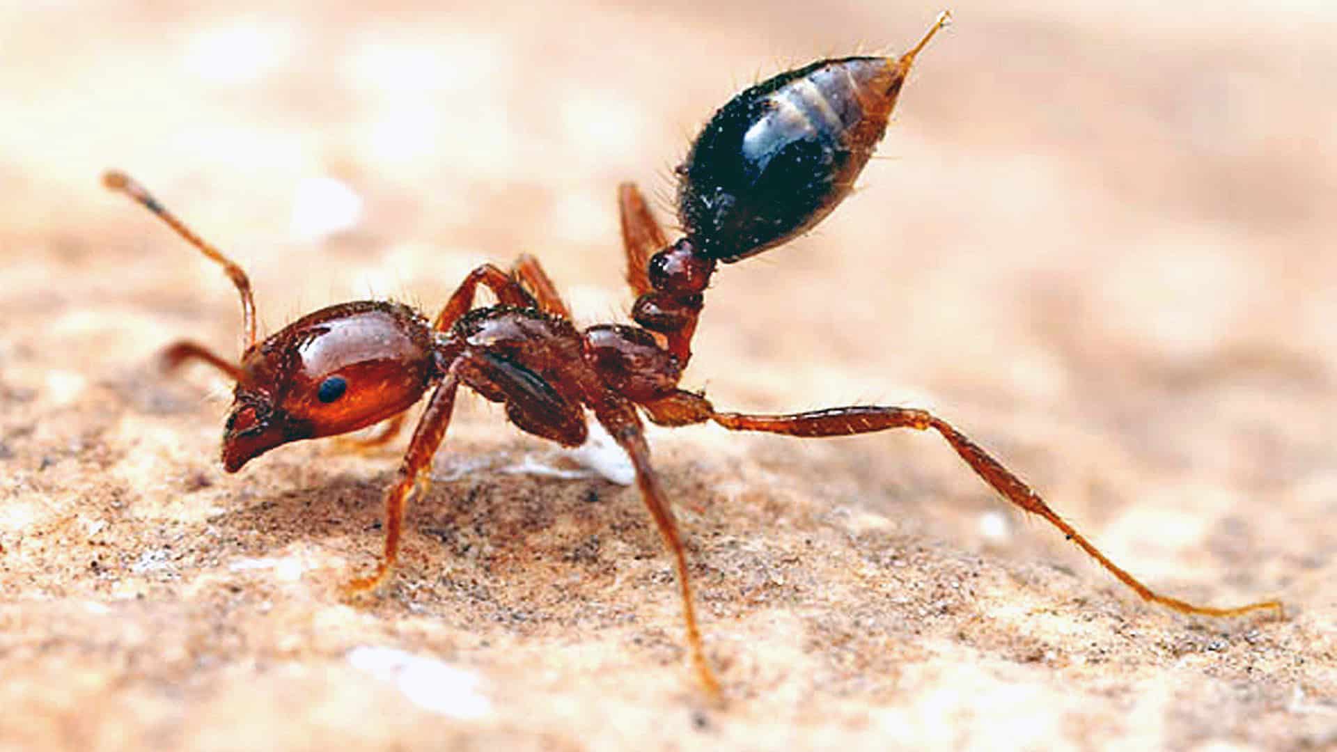 fire ants