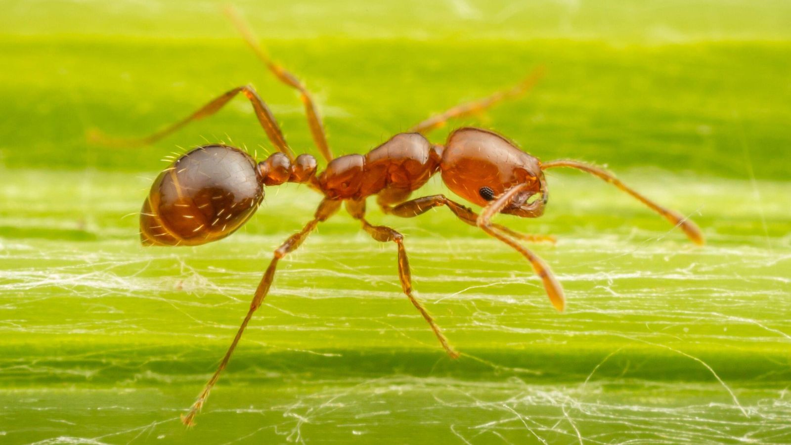 Red fire ants: They have a painful