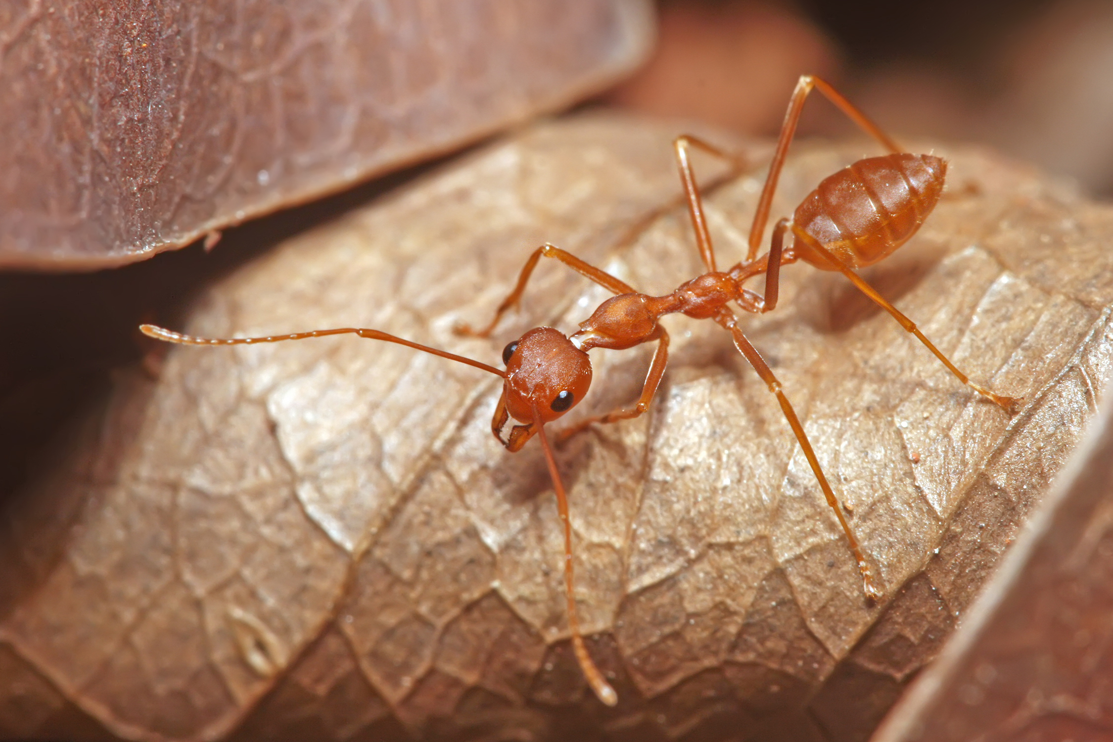 Red Weaver Ant wallpaper for desktop