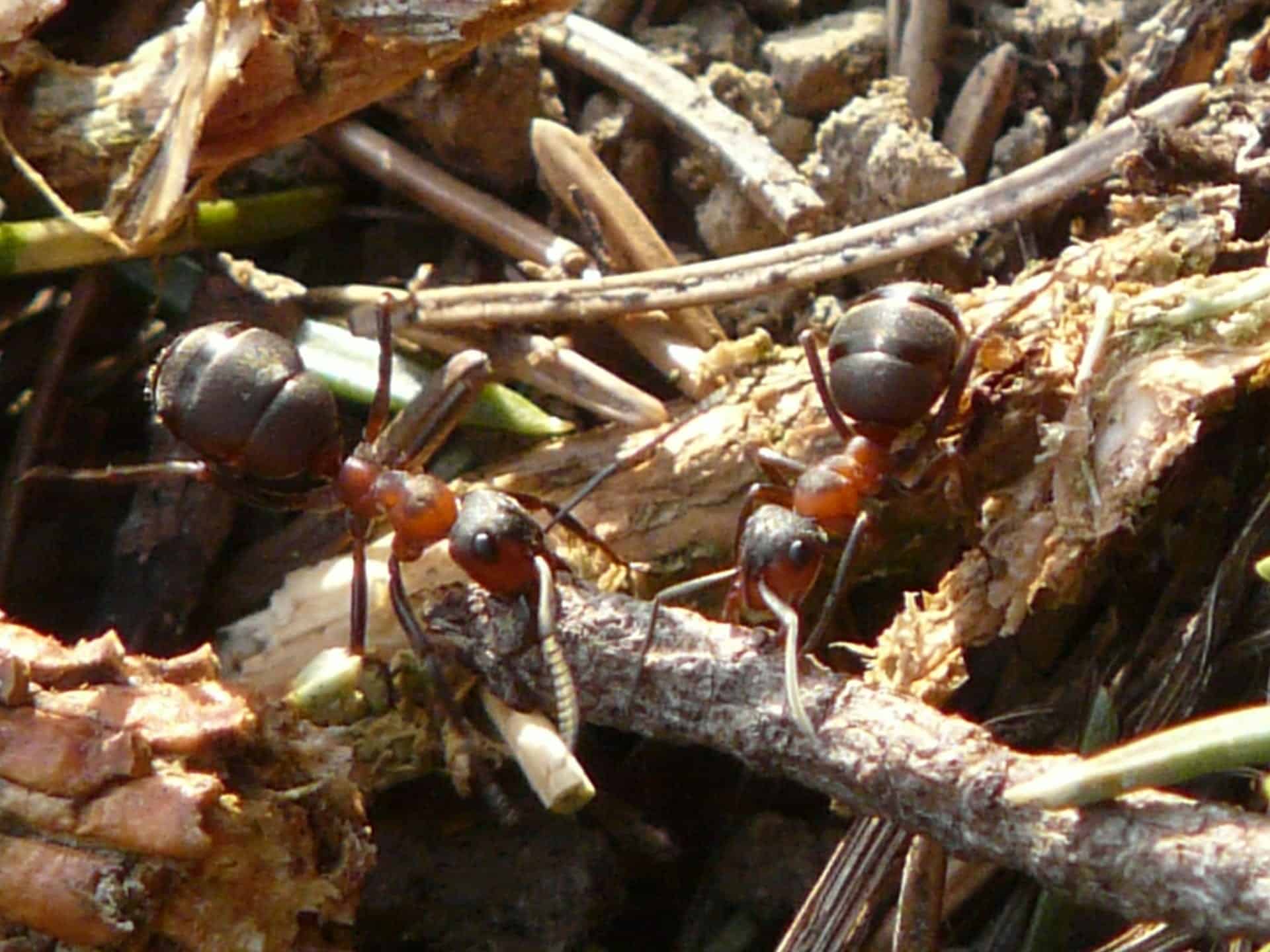 Fire Ants