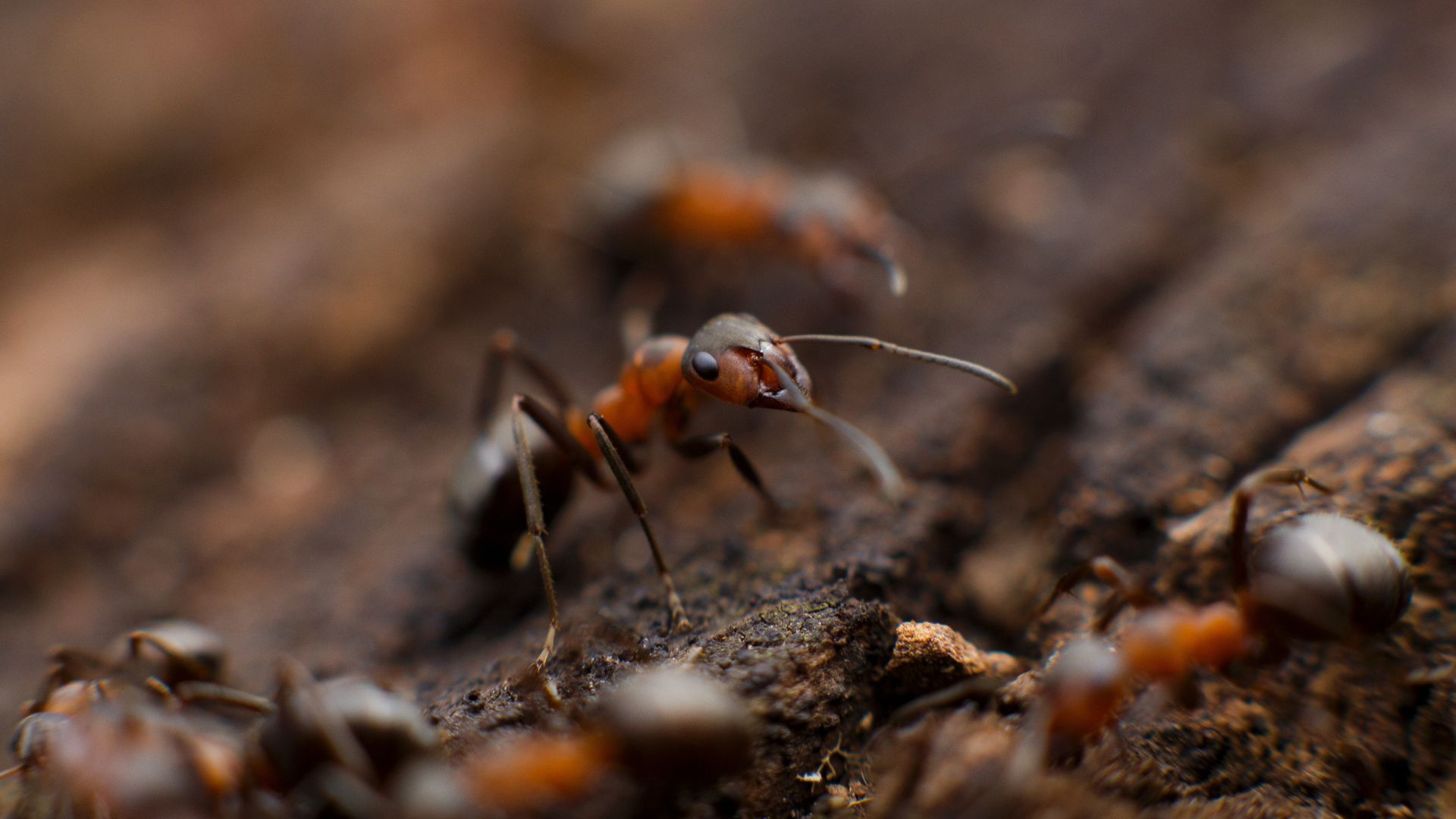 How to Get Rid of Fire Ants: Safe