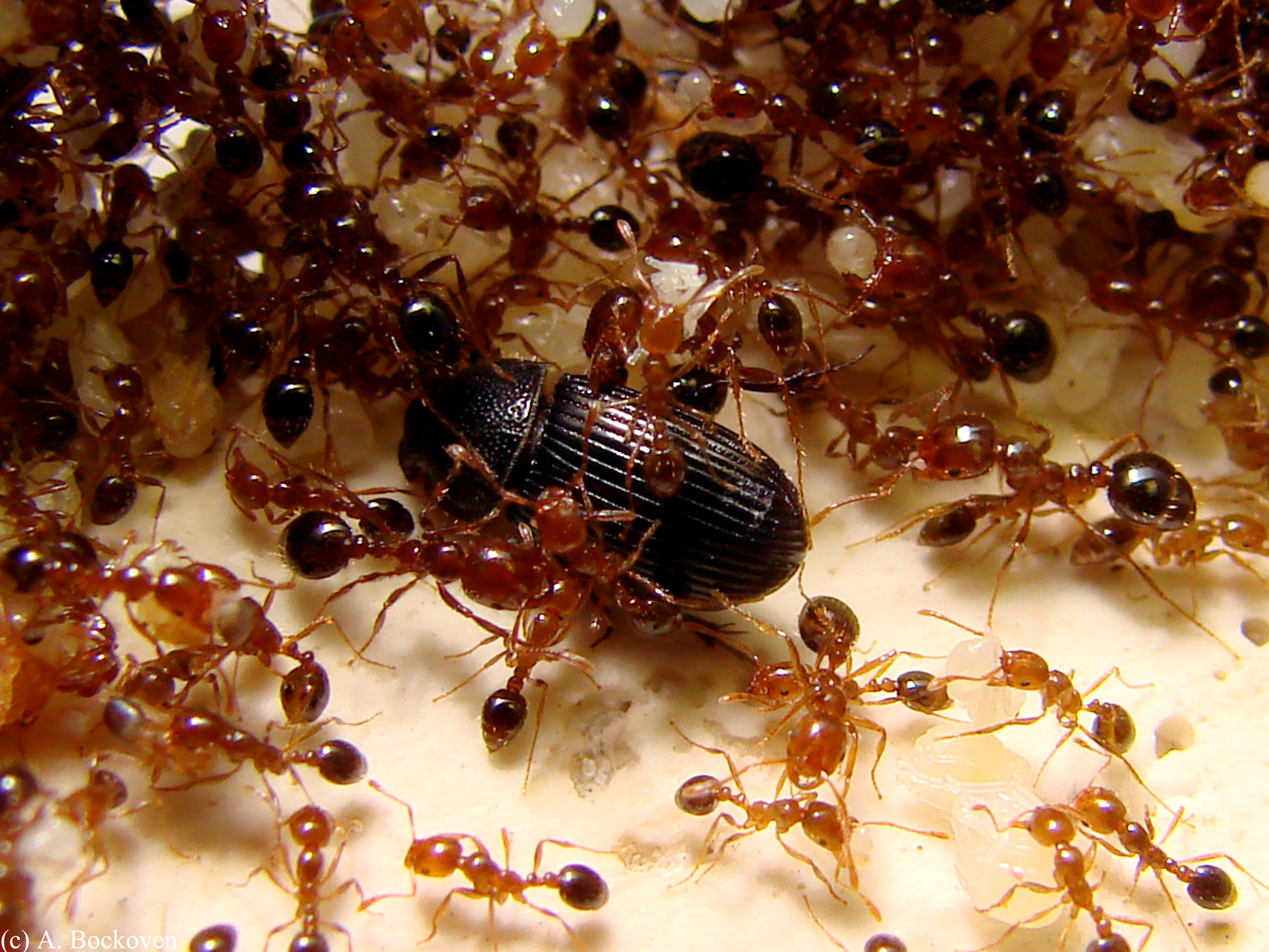 Fire Ant Symbiotes