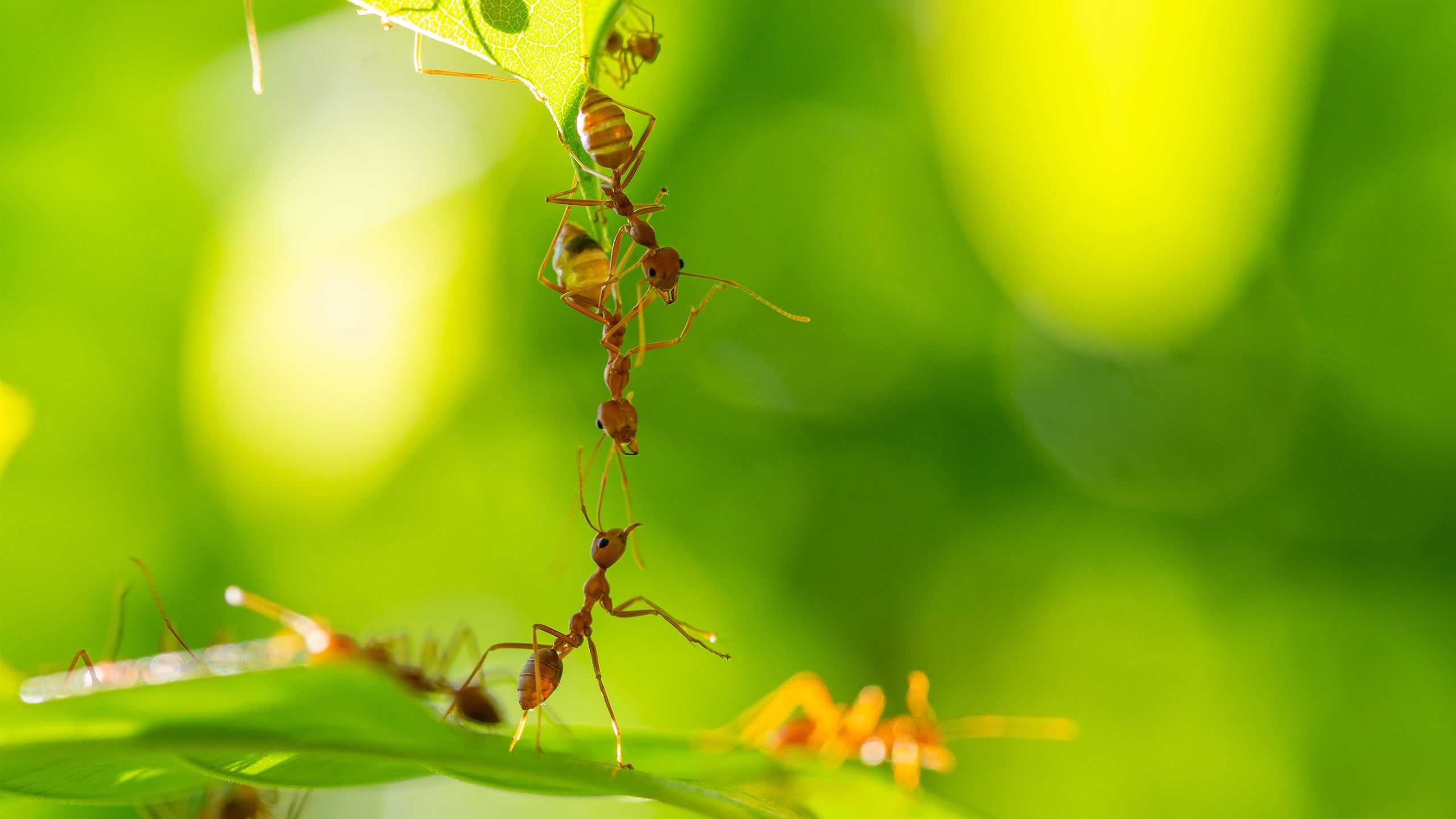 Fire Ant Treatment In Cedar Park