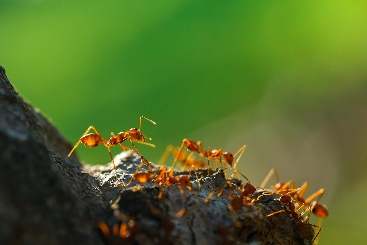 How To Get Rid Of Fire Ants Bye