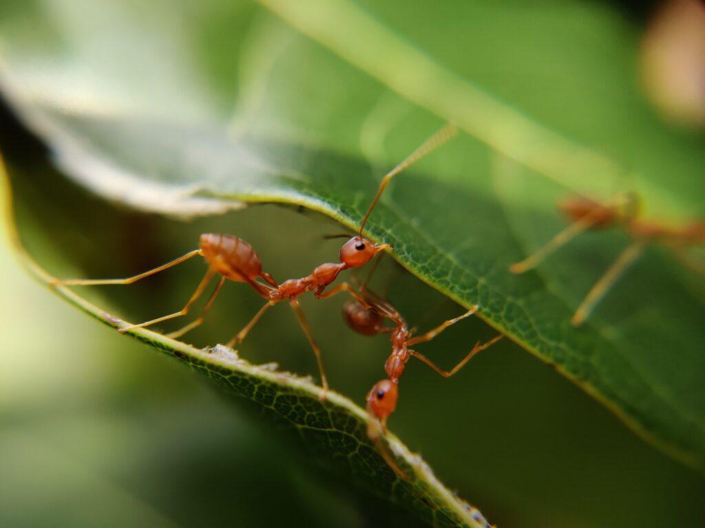 Pest Control for Fire Ants