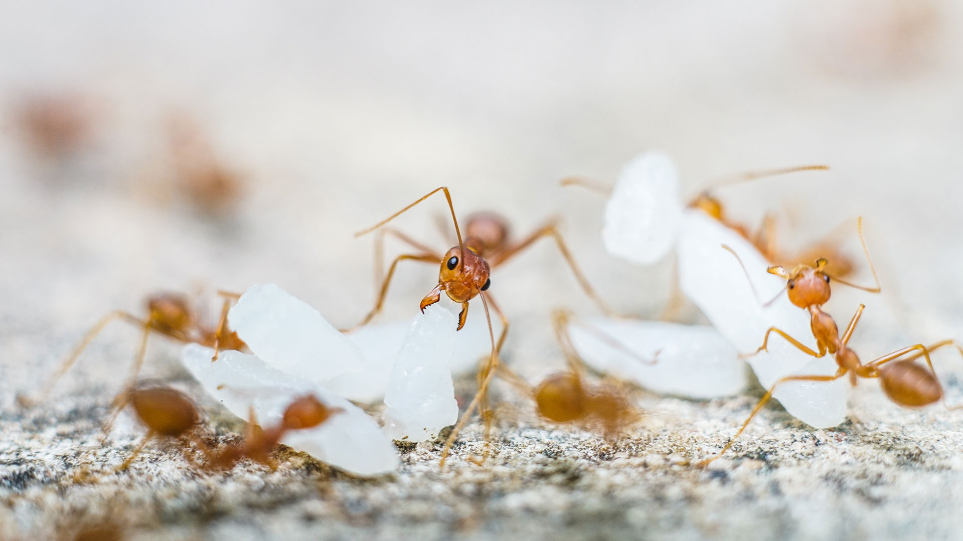 Fire Ant