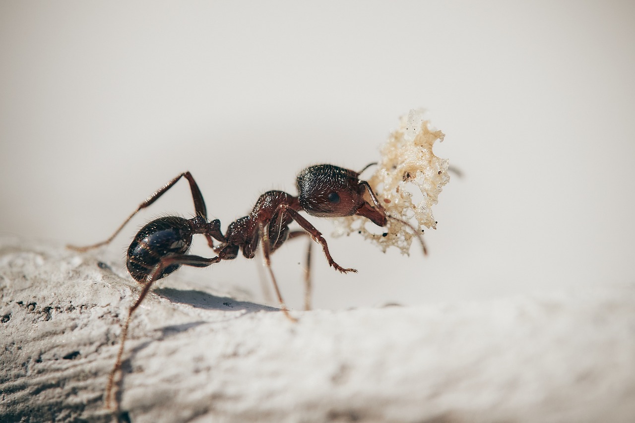 Free Ants & Insect Image