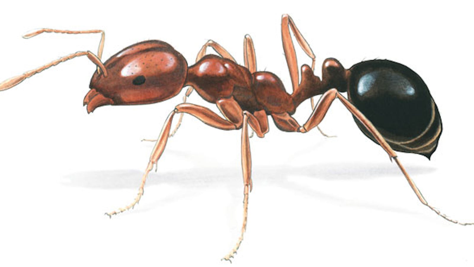 The Red Imported Fire Ant