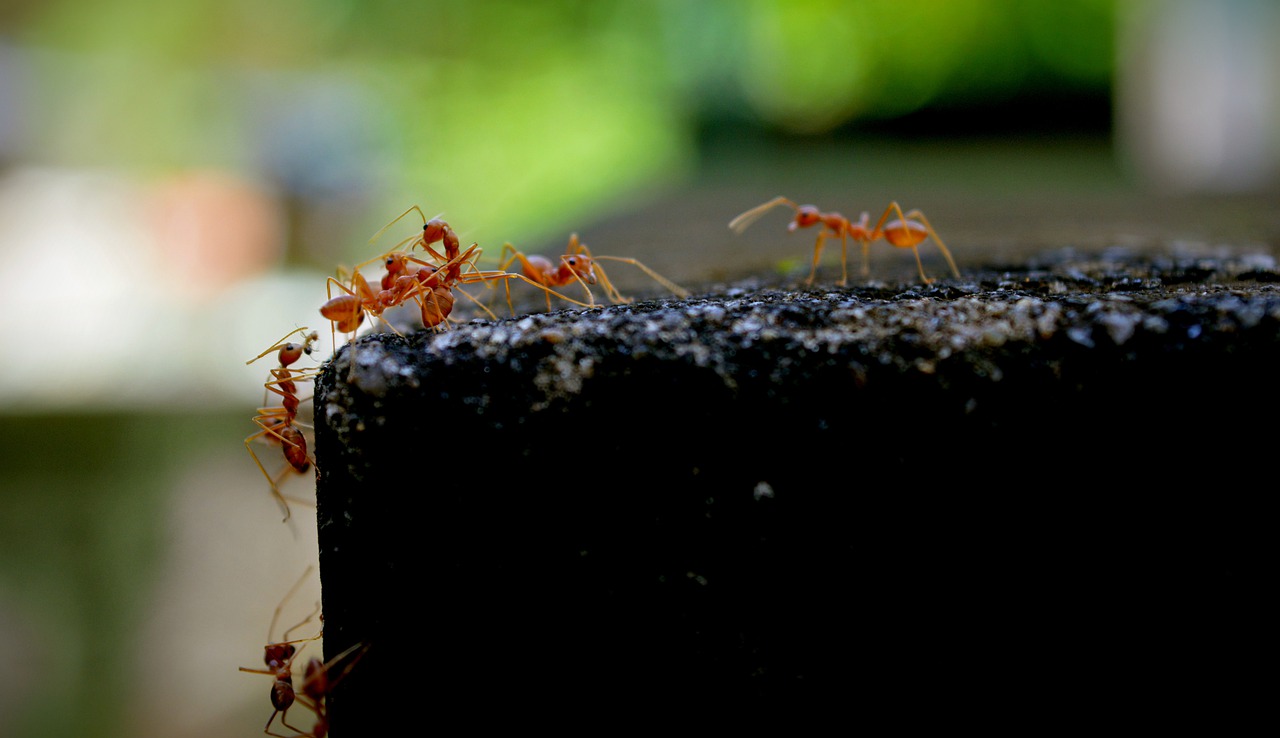Free โซเลนอปซิส & Fire Ants Image