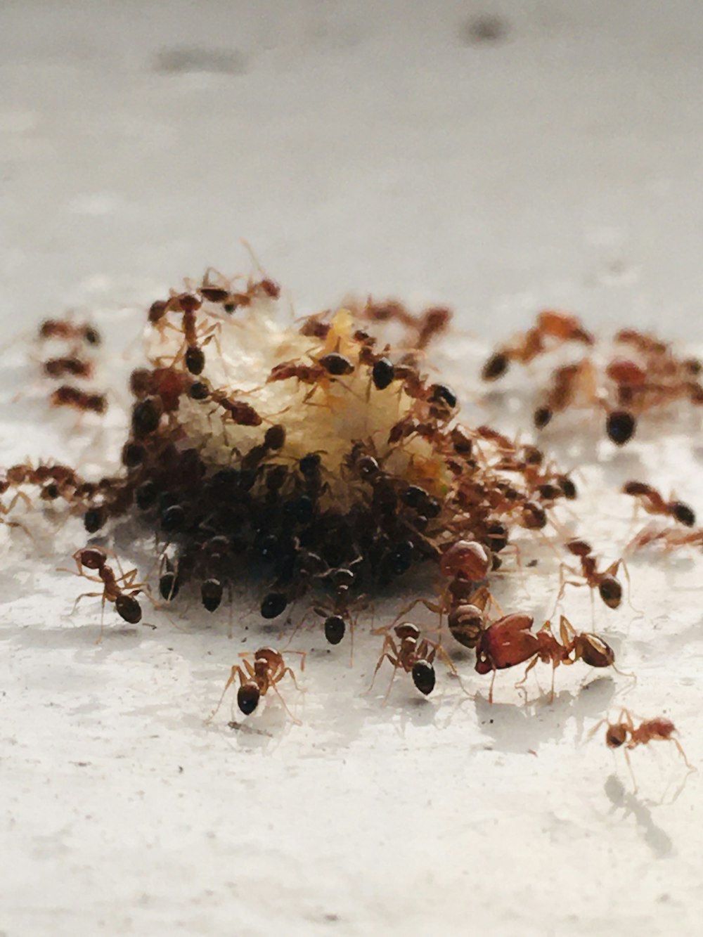 1K+ Ants Picture. Download Free