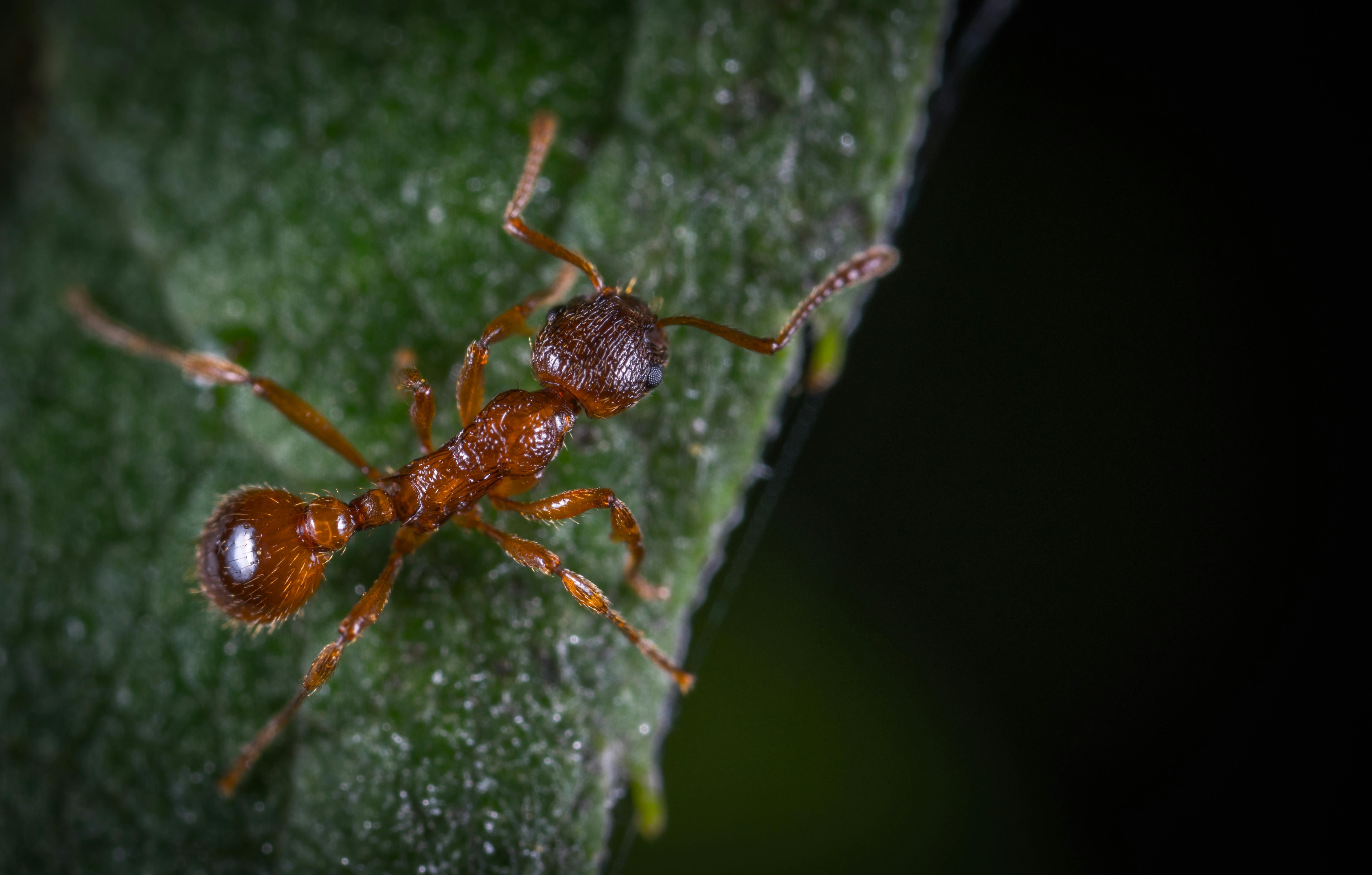 Best Ant Photo · 100% Free