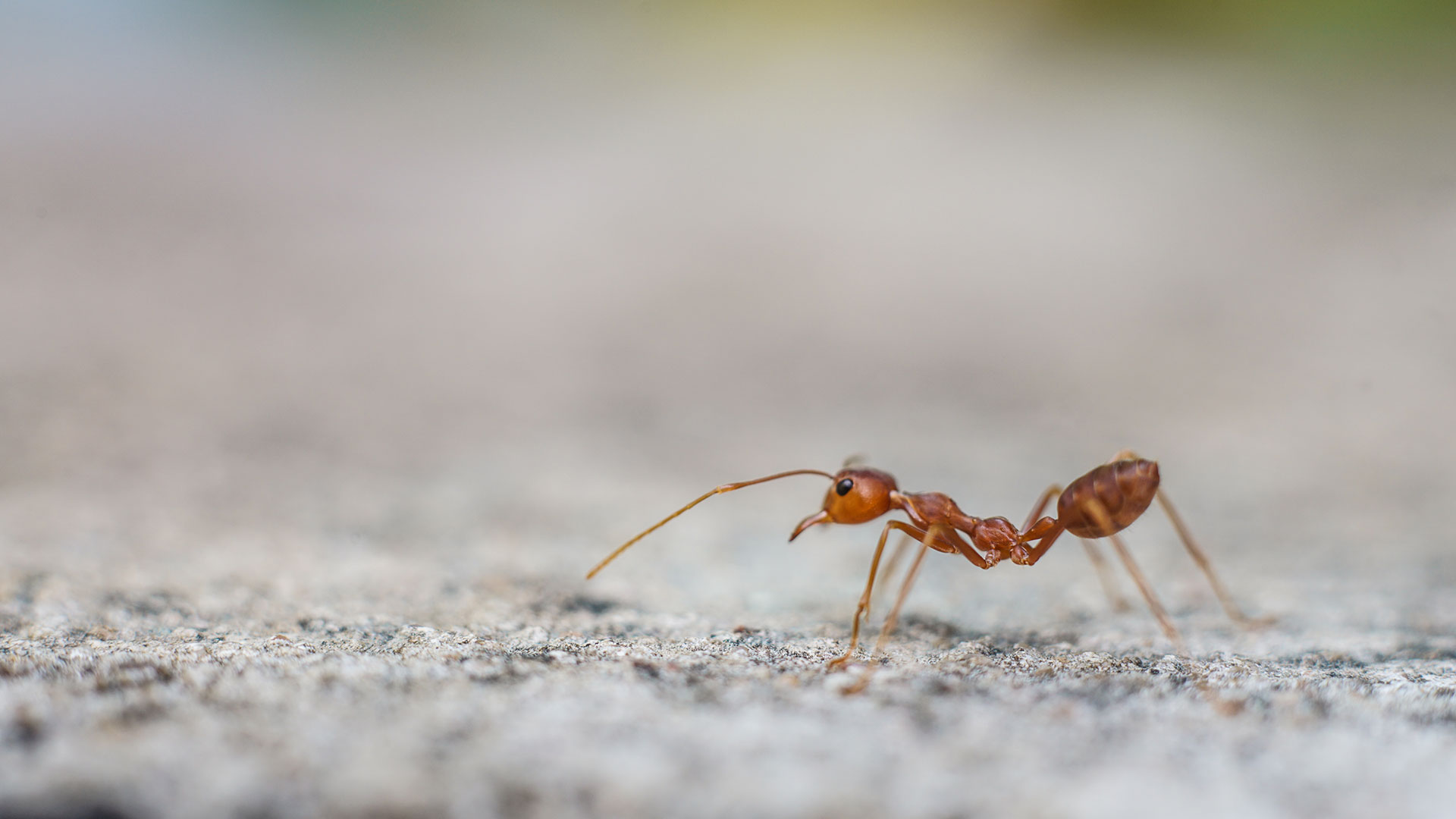 Fire Ant