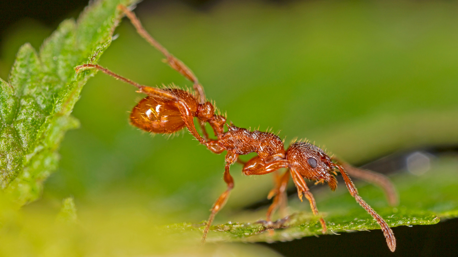 Best Ways To Get Rid Of Fire Ants