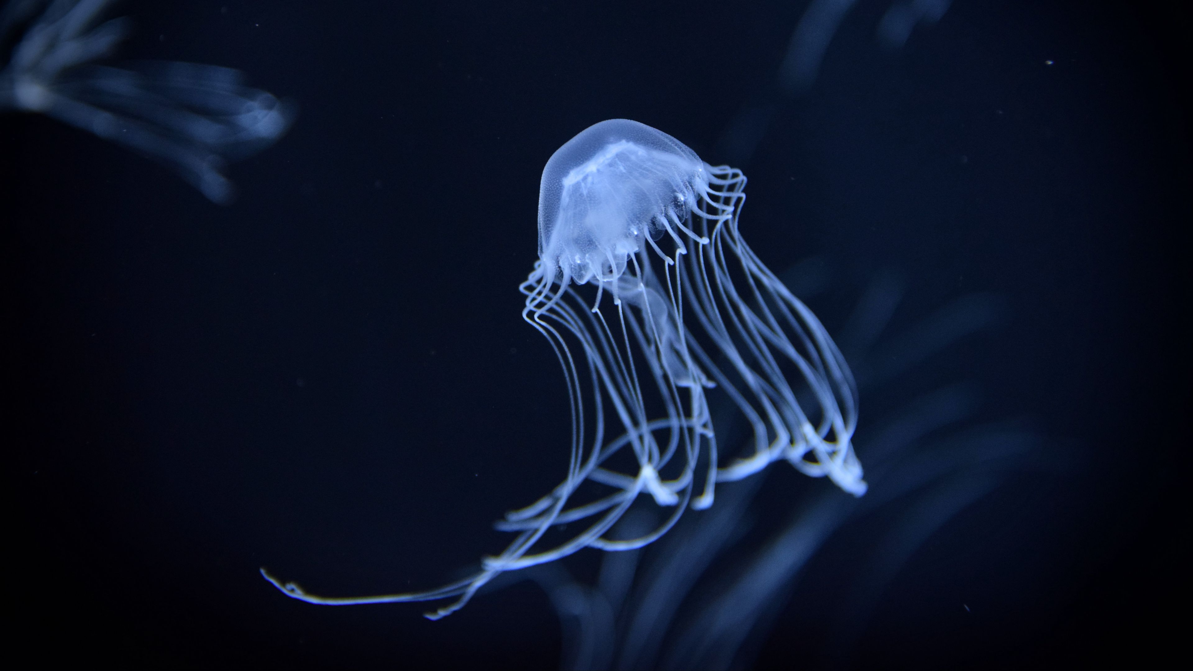 Download wallpaper 3840x2160 jellyfish