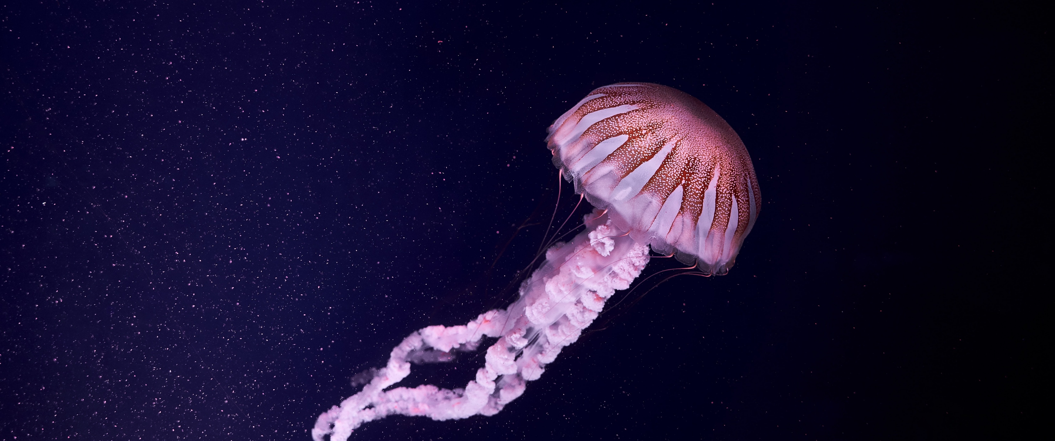Jellyfish Wallpaper 4K, 5K, Dark