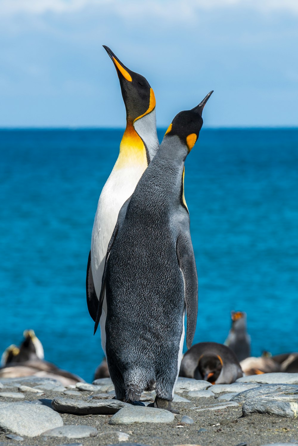 King Penguin Picture. Download Free