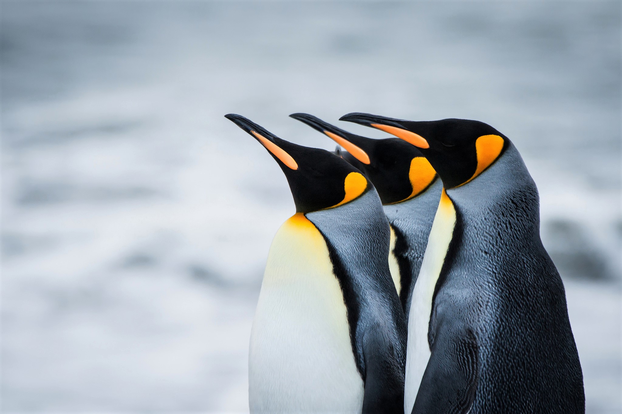 King Penguins