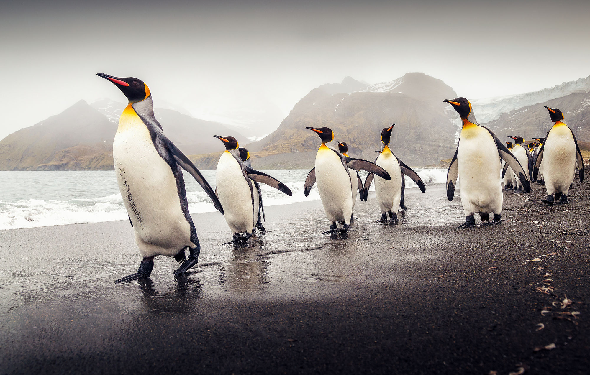 Download King Penguin wallpaper
