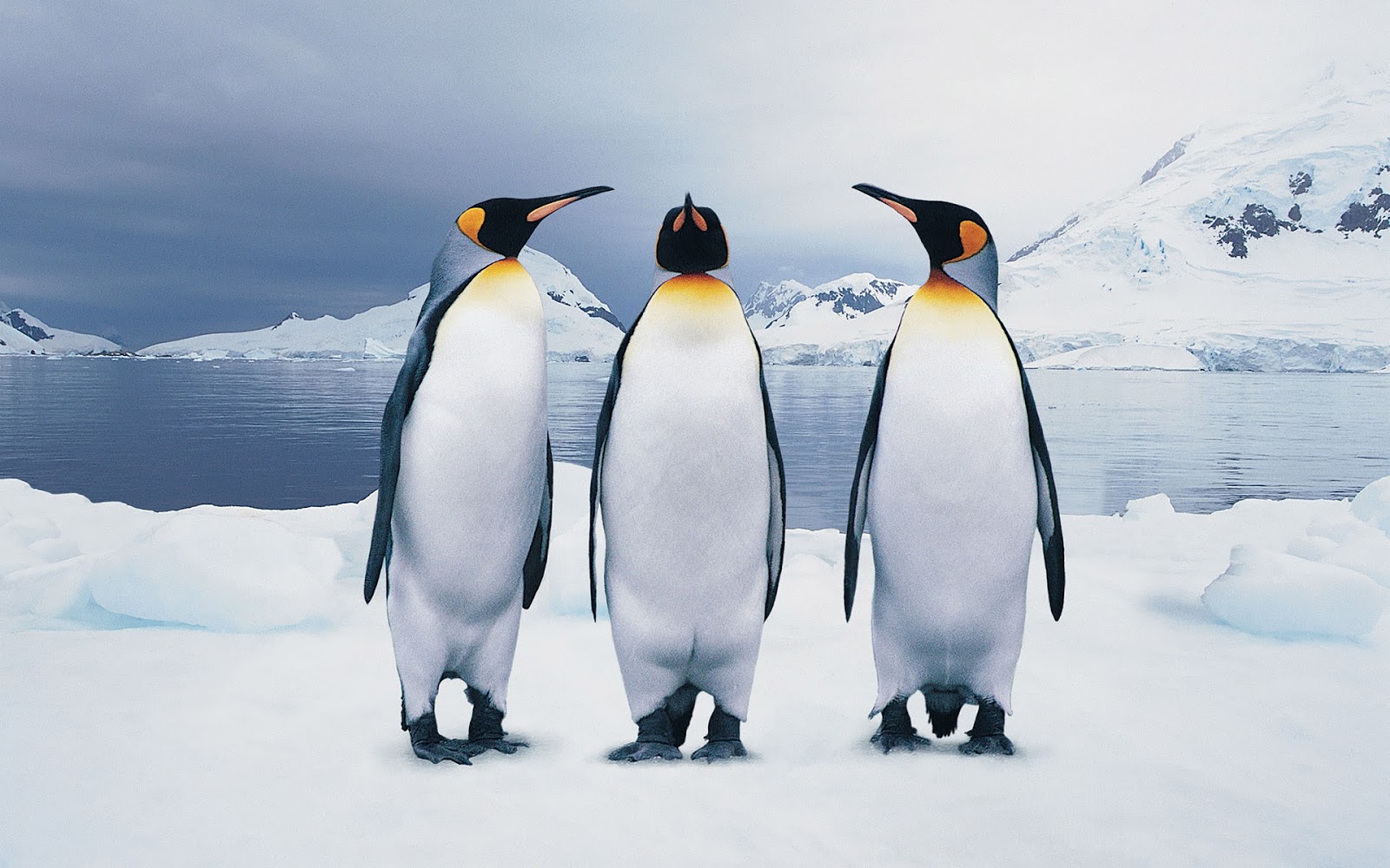 King Penguin Wallpaper