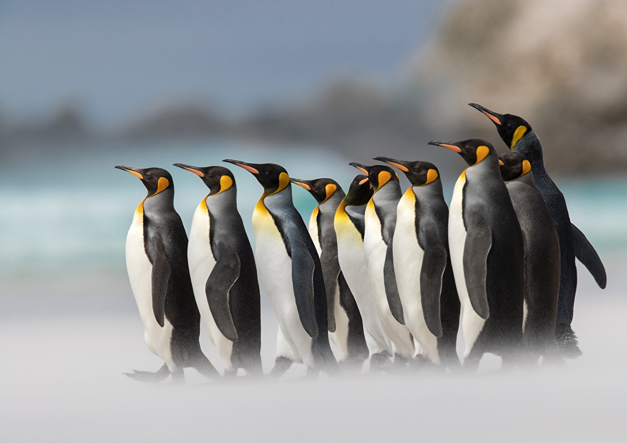 Wallpaper Penguins King penguin Animals
