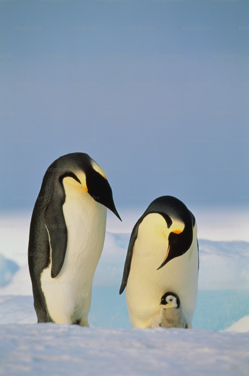 45,Emperor Penguin Picture