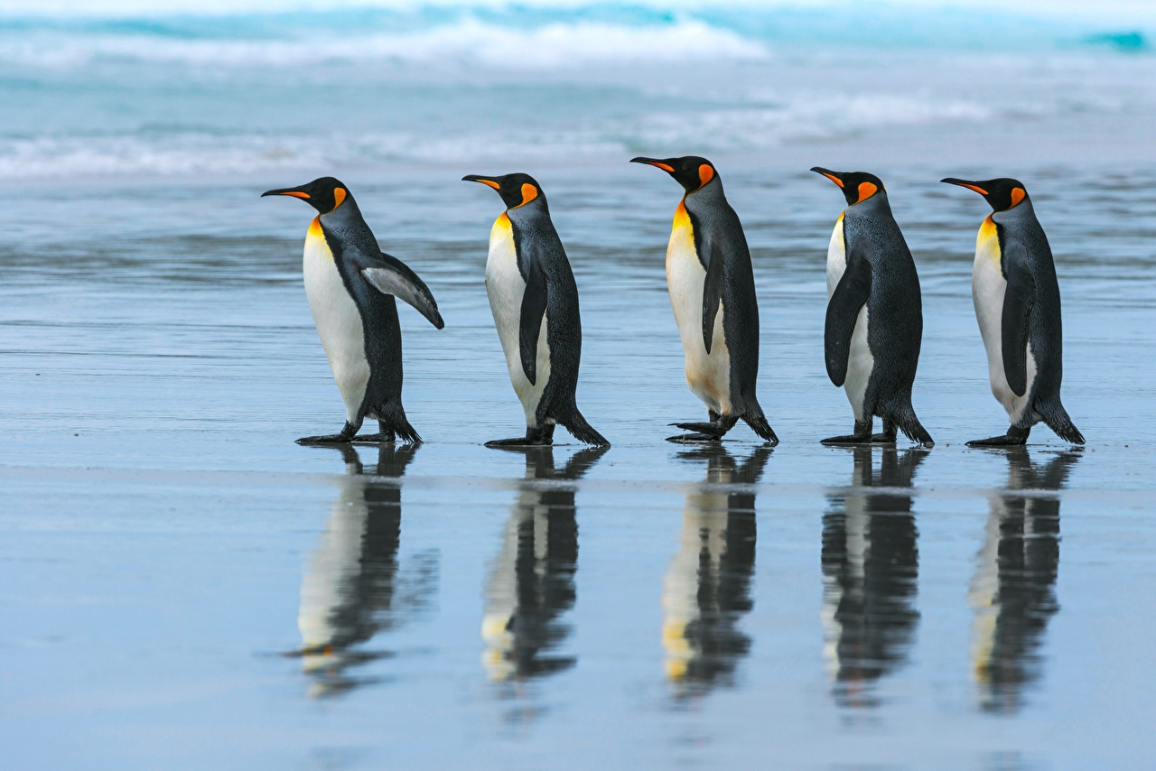 Wallpaper Penguins 5 King penguin